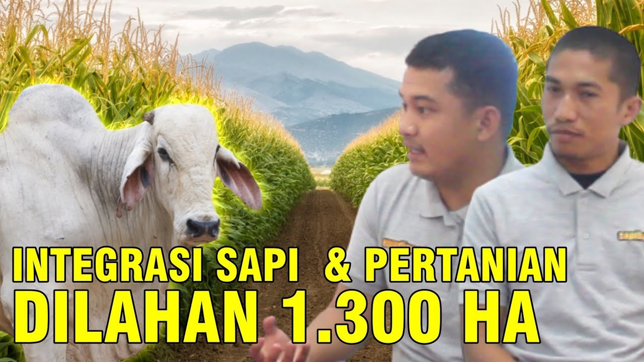 
                                 Integrasi-Pertanian-Perkebunan-Peternakan-Di-Solok-Sumatera-Barat